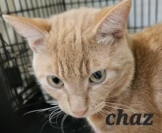 Chaz thumbnail 3
