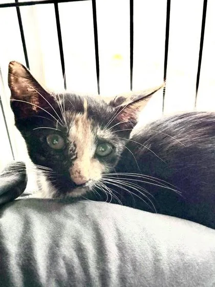 A baby small-sized female Domestic Short Hair cat named Rebel for adoption in New Orleans, LA