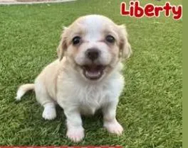 Liberty