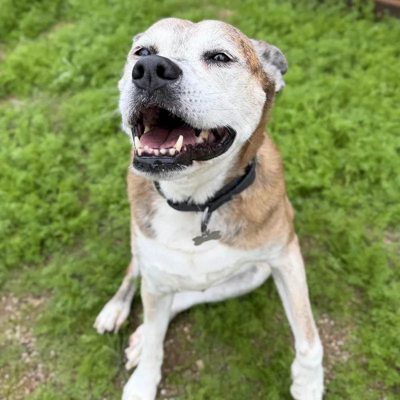 Scarlett thumbnail 2