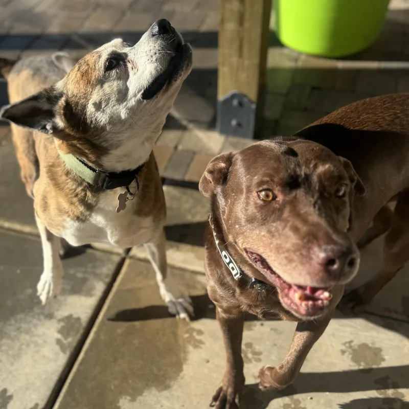 Scarlett thumbnail 3