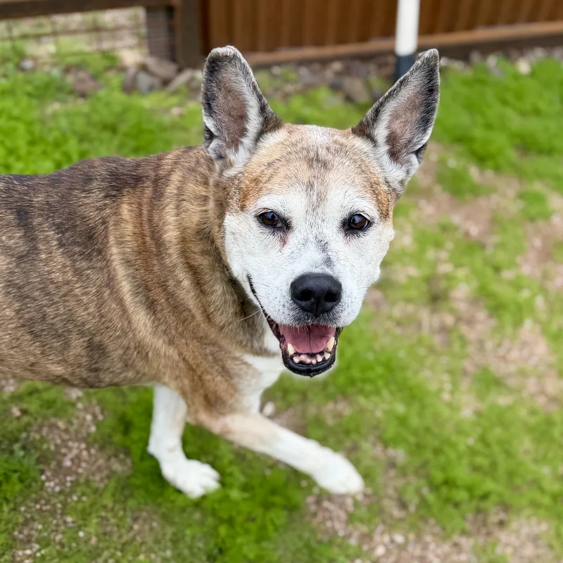 Scarlett thumbnail 4