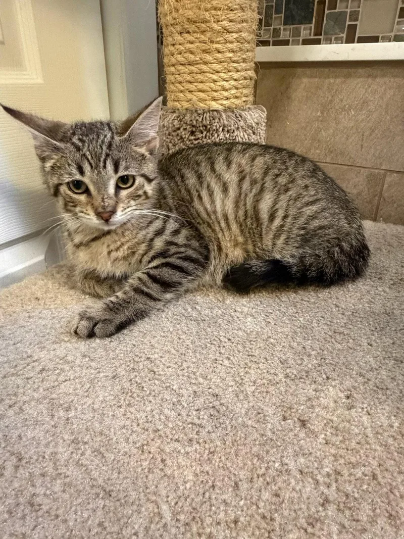 A baby large-sized male Tabby cat named Dean for adoption in Ringwood, NJ
