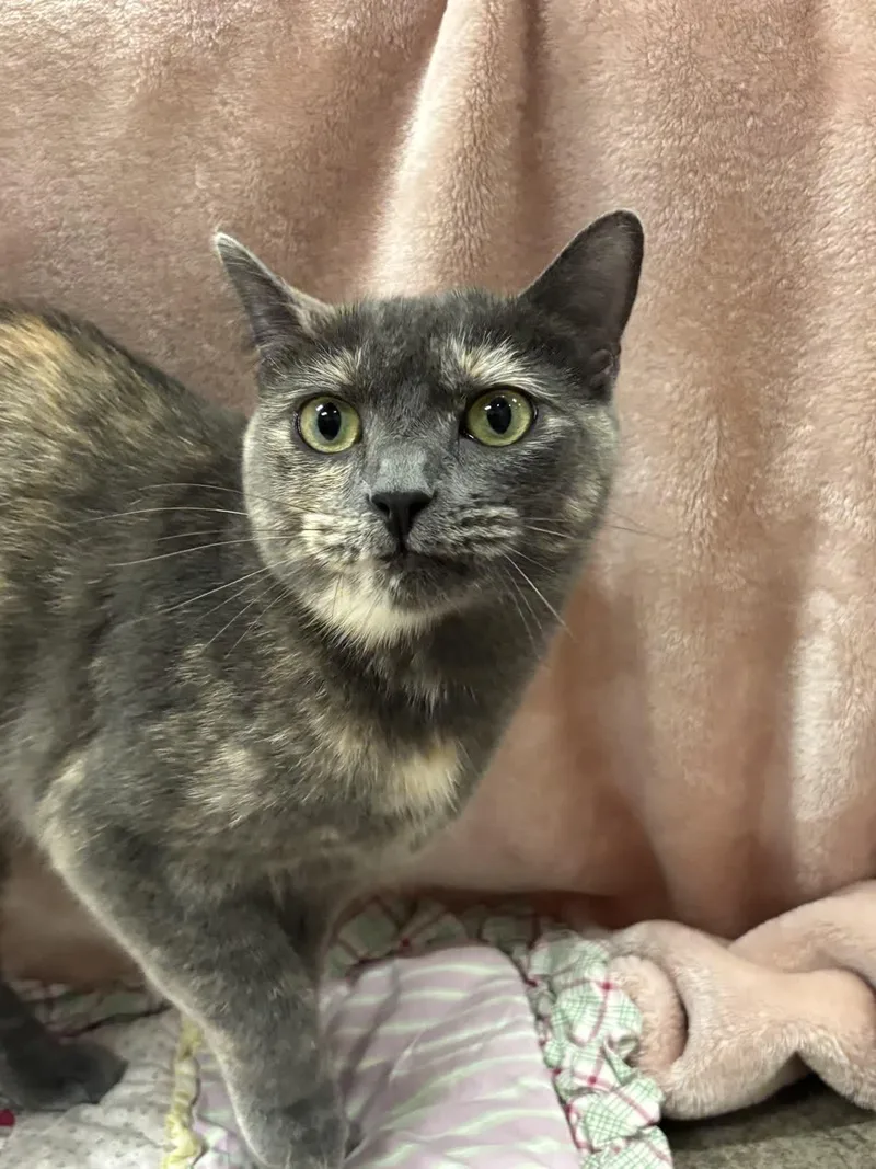 An adult medium-sized female Dilute Calico cat named Stormy for adoption in Pueblo, CO