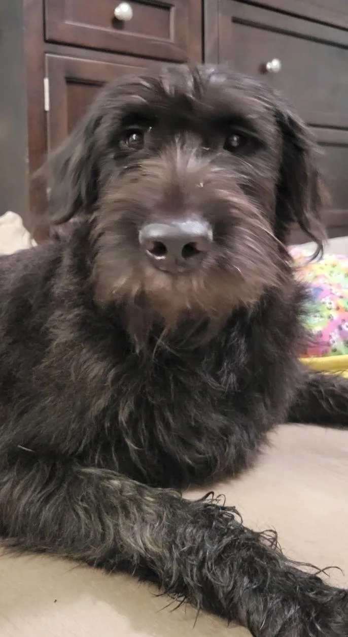 An adult medium-sized female Labrador Retriever dog named Hazel for adoption in Lacona, NY