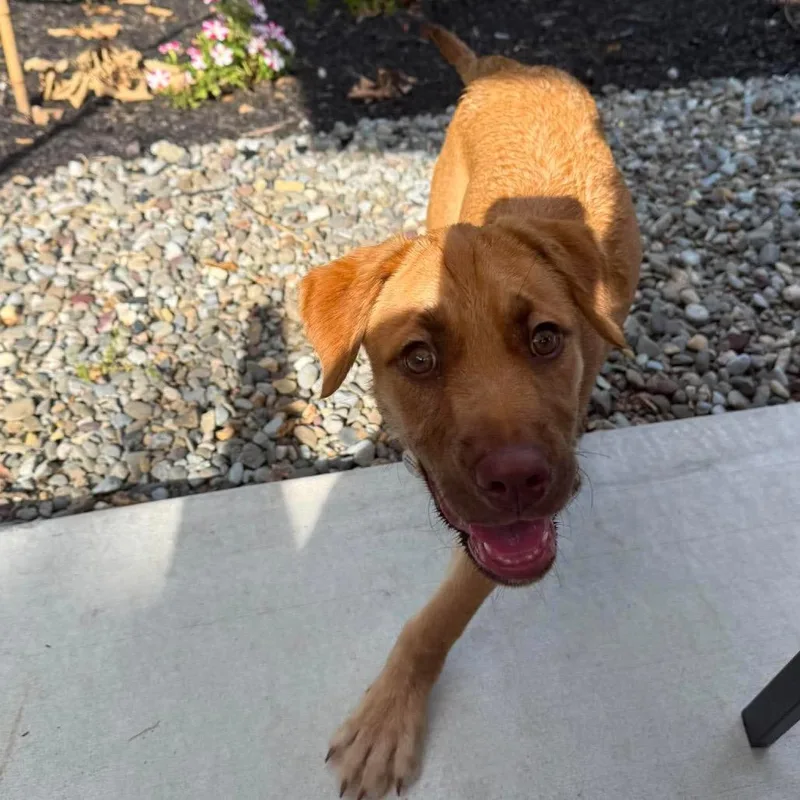 A baby medium-sized female Yellow / Tan / Blond / Fawn Shepherd dog named June for adoption in Jarrettsville, MD