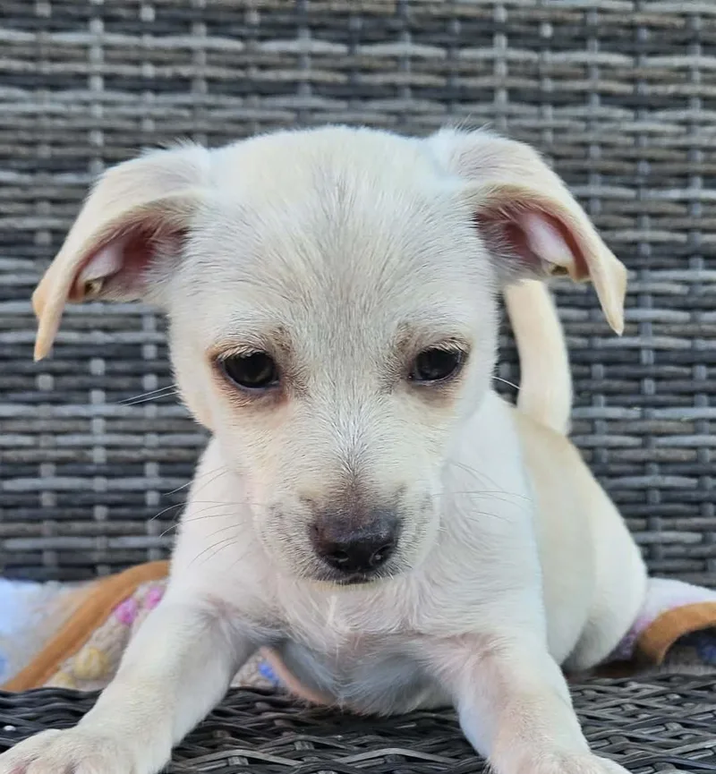A baby small-sized male Chihuahua dog named Coulson for adoption in Galt, CA