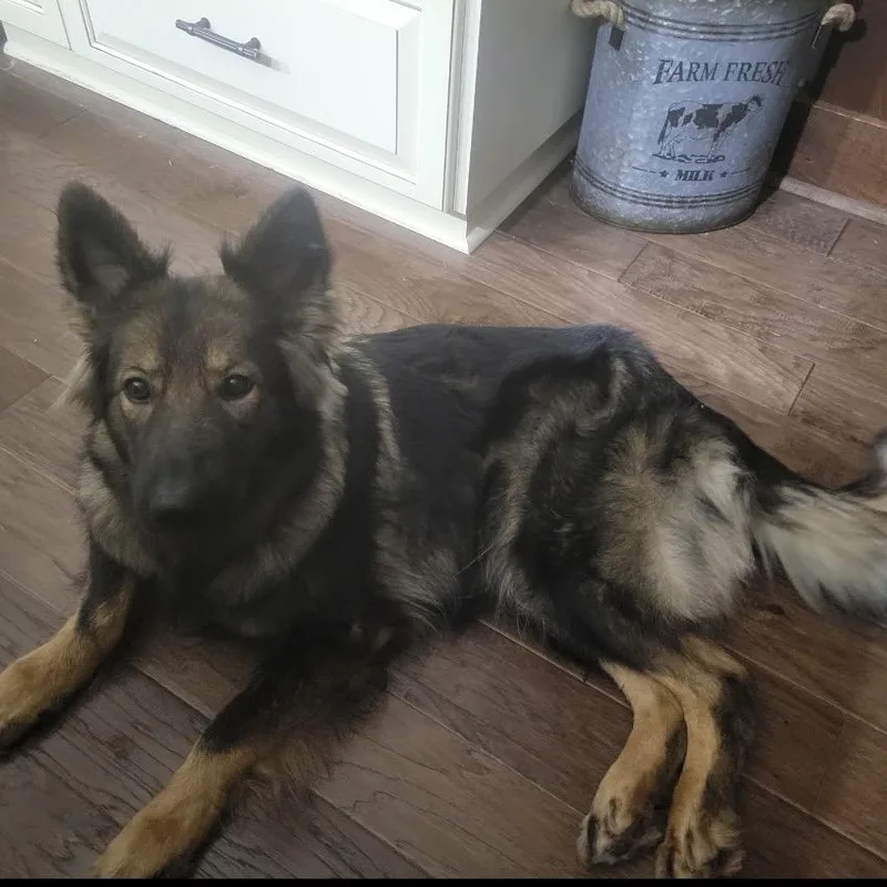 An adult medium-sized female Black German Shepherd Dog dog named Stella for adoption in Griffin, GA