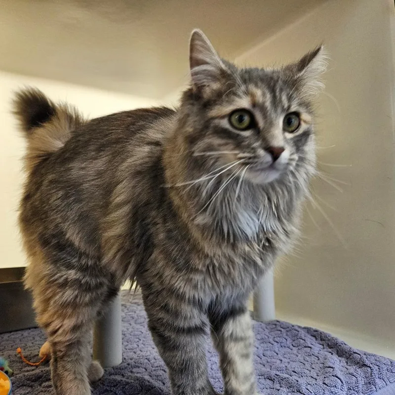 A young medium-sized female Calico Domestic Long Hair cat named Chrissy for adoption in Harrisonburg, VA