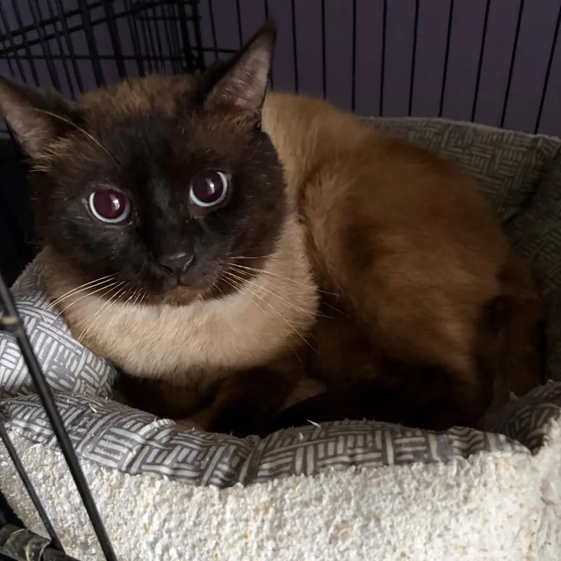 A young small-sized male Brown / Chocolate Siamese cat named Siam for adoption in Webster, TX