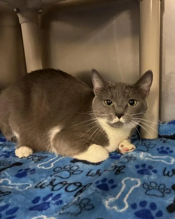A young small-sized female Domestic Short Hair cat named Sashimi for adoption in Richmond, VA