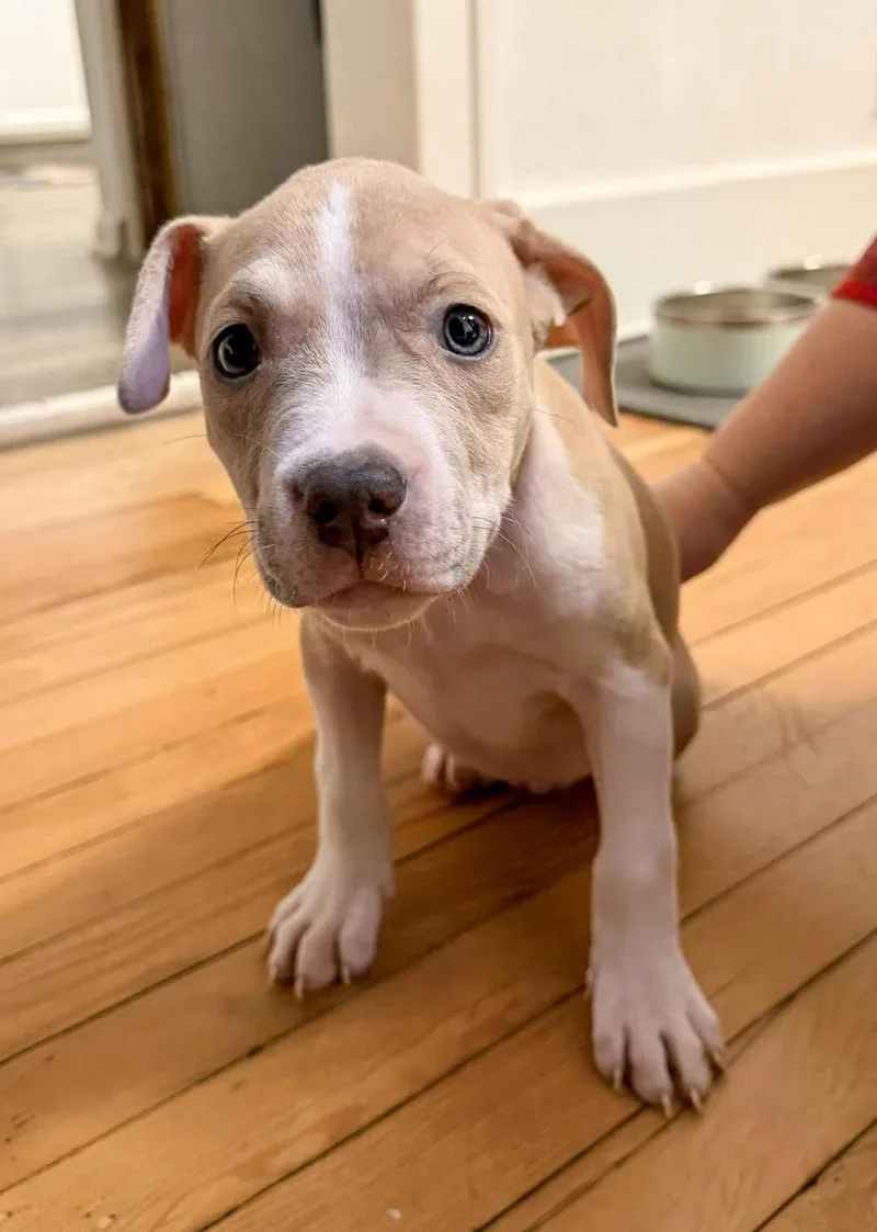 Birdie Needs A Forever thumbnail 2