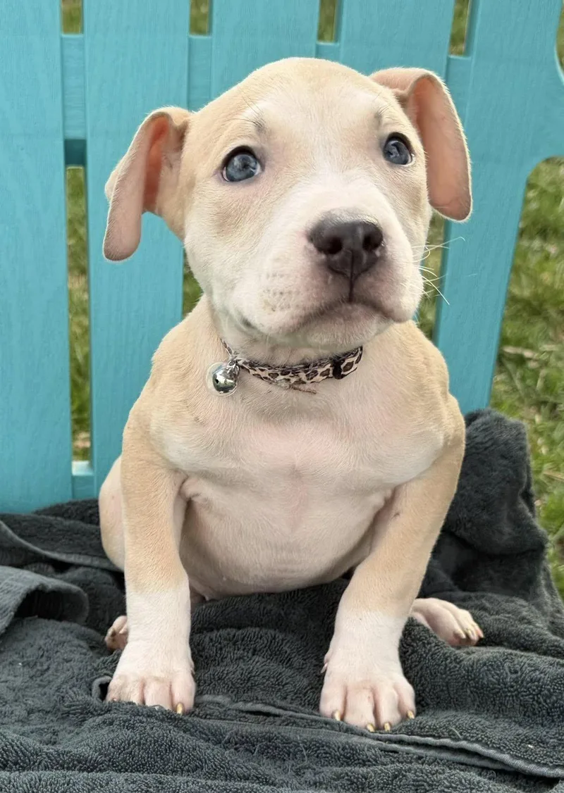 Birdie Needs A Forever thumbnail 3