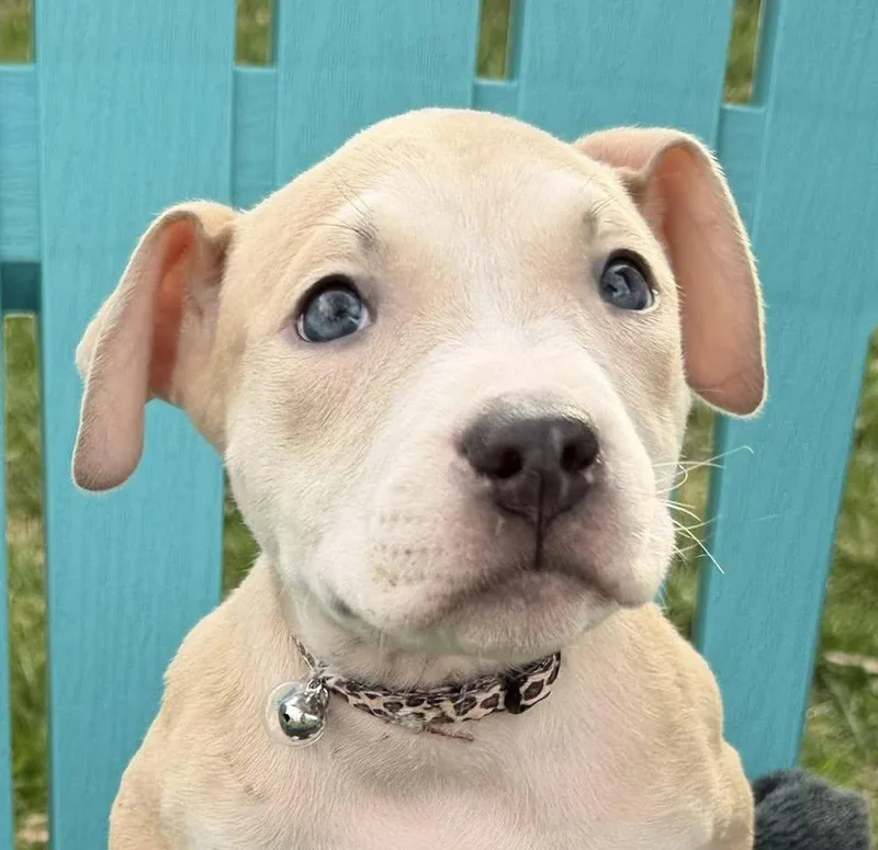 Birdie Needs A Forever