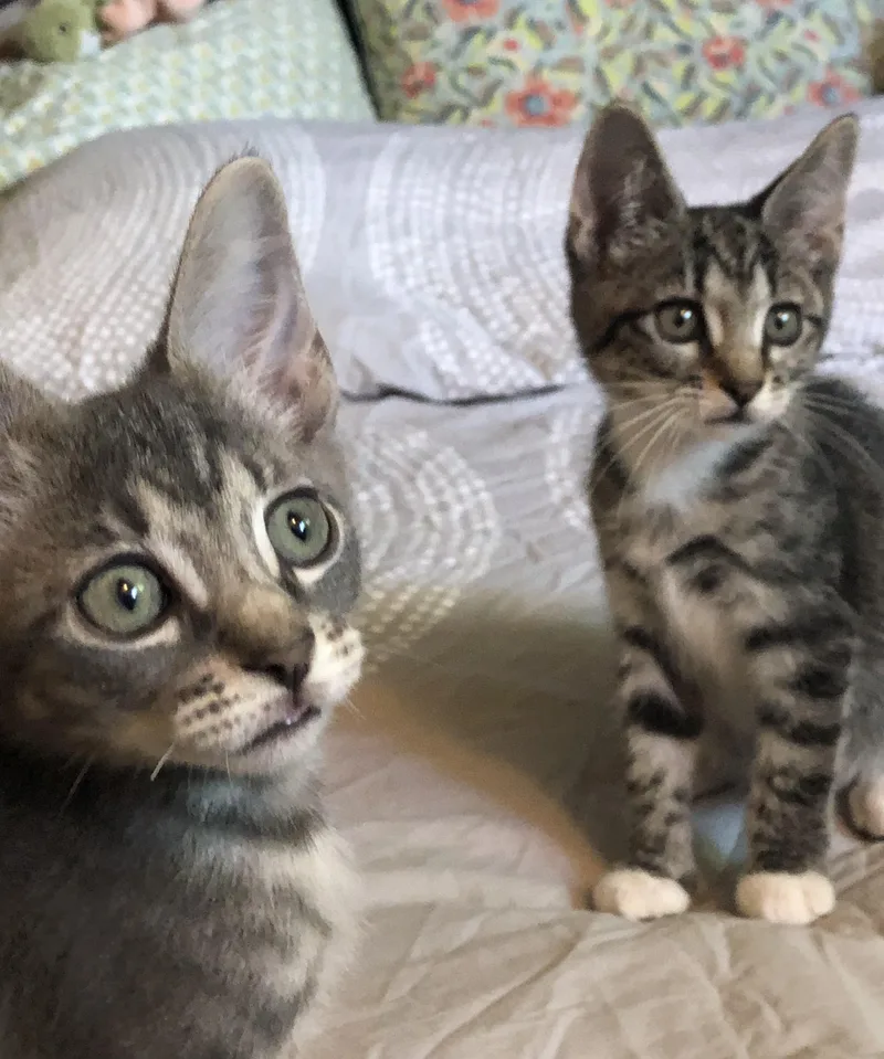 A baby medium-sized female Tabby (Brown / Chocolate) Domestic Short Hair cat named Beezus for adoption in Portland, OR
