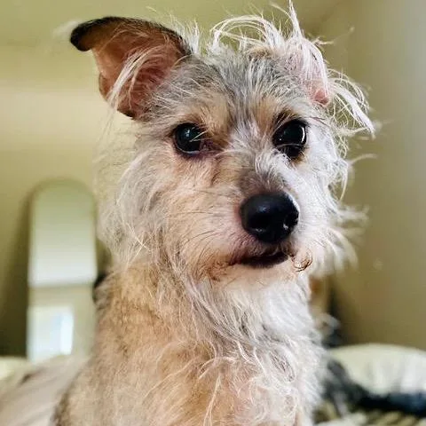 A senior small-sized female Cairn Terrier dog named Raisin for adoption in Crystal, MN