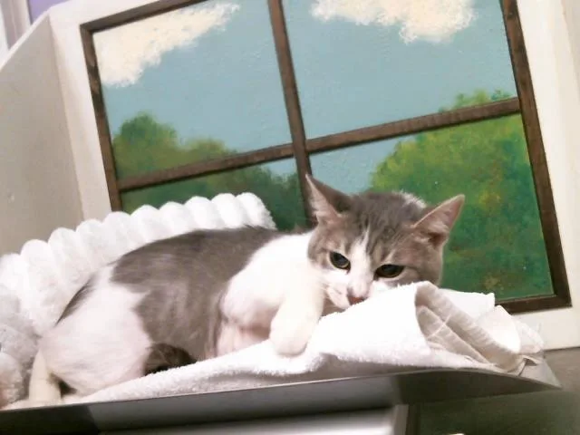 An adult medium-sized female Domestic Short Hair cat named Paprika for adoption in Houston, TX