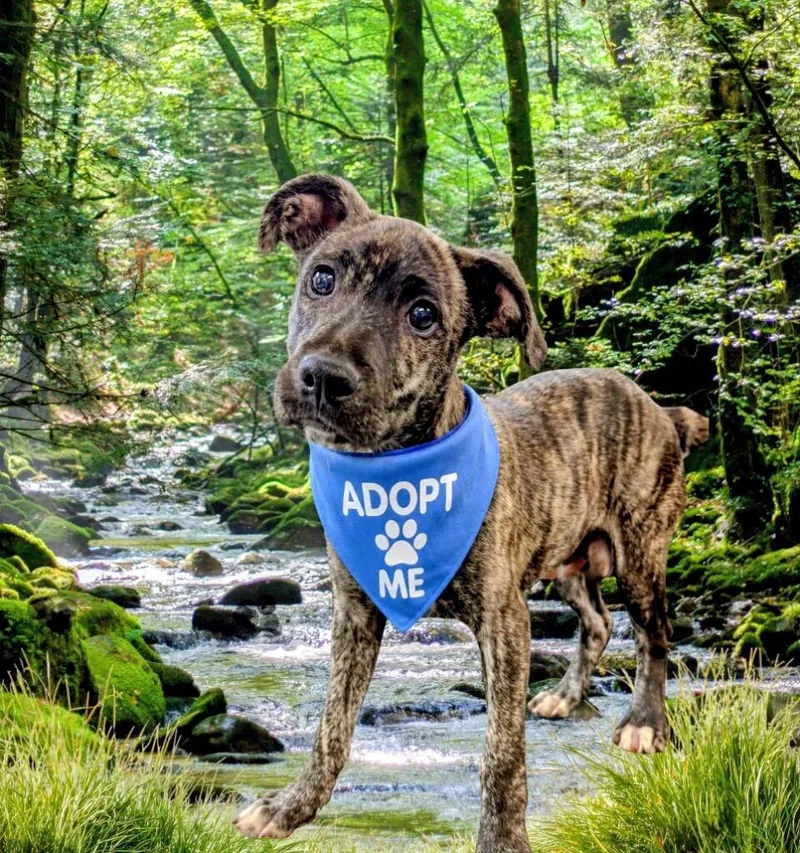 A baby medium-sized male Labrador Retriever dog named Goofy for adoption in Willington, CT