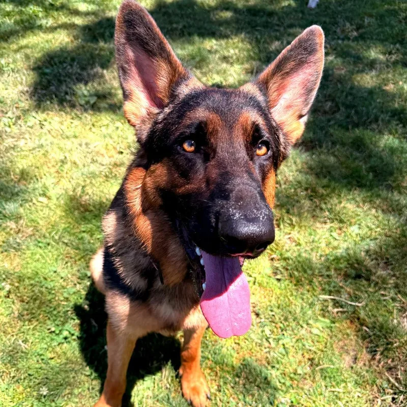 A young large-sized male Black Mixed Breed dog named Danny for adoption in Medford, OR
