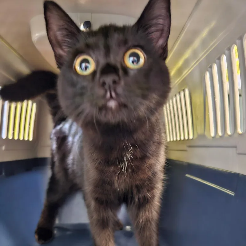 A young small-sized female Black Domestic Short Hair cat named Stacy for adoption in Greensboro, NC