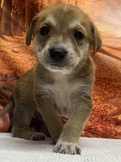 A baby small-sized male Retriever dog named Edwin for adoption in San Antonio, TX