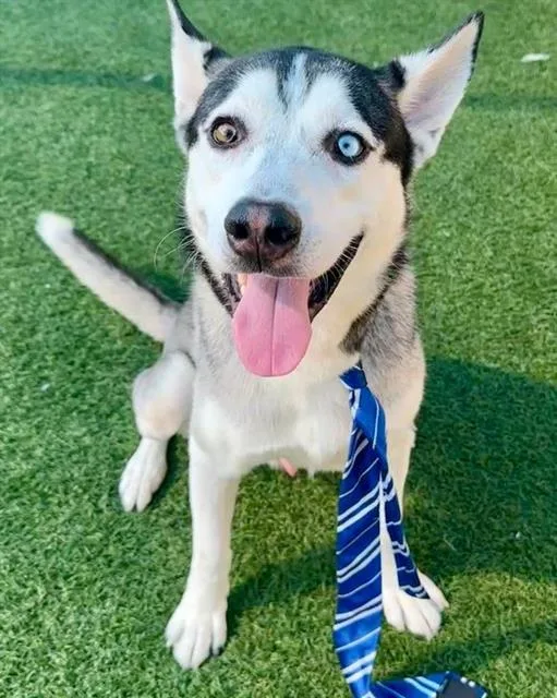 A young large-sized male Mixed Breed dog named Luke for adoption in Dallas, TX