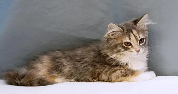 A baby medium-sized female Dilute Calico Domestic Medium Hair cat named Winter for adoption in Maynardville, TN