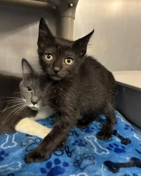 A baby small-sized female Domestic Short Hair cat named Nigiri for adoption in Richmond, VA