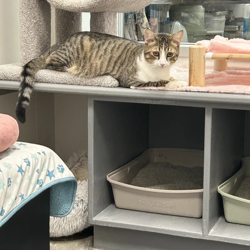 A baby medium-sized male Tabby (Brown / Chocolate) Domestic Short Hair cat named Chance for adoption in Columbus , OH