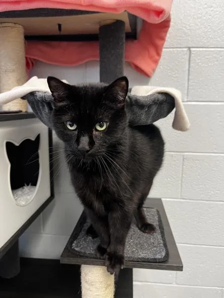An adult medium-sized male Domestic Short Hair cat named Yoshi for adoption in Salt Lake City, UT