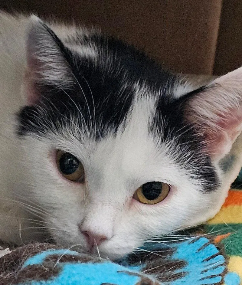 An adult medium-sized female Domestic Short Hair cat named Sue Ellen for adoption in Lovingston, VA