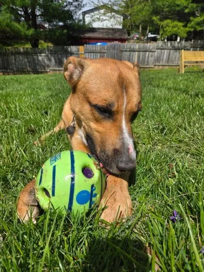 A young large-sized male German Shepherd Dog dog named Alfie for adoption in New Freedom, PA