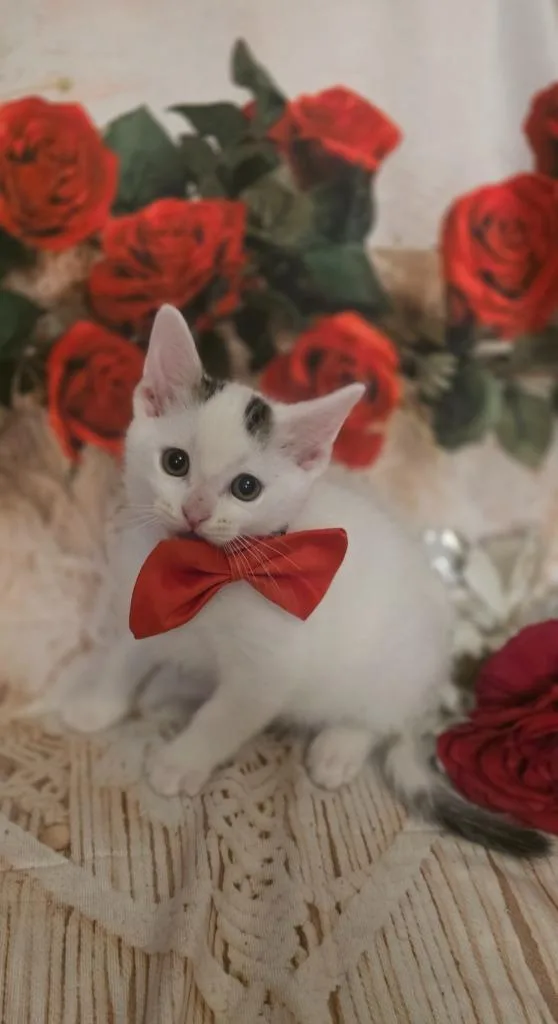 Cadbury