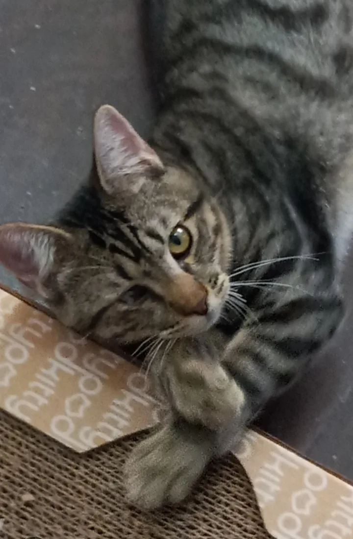 A baby small-sized female Black & White / Tuxedo American Shorthair cat named Beautiful Dahlia! for adoption in Manhattan Beach, CA