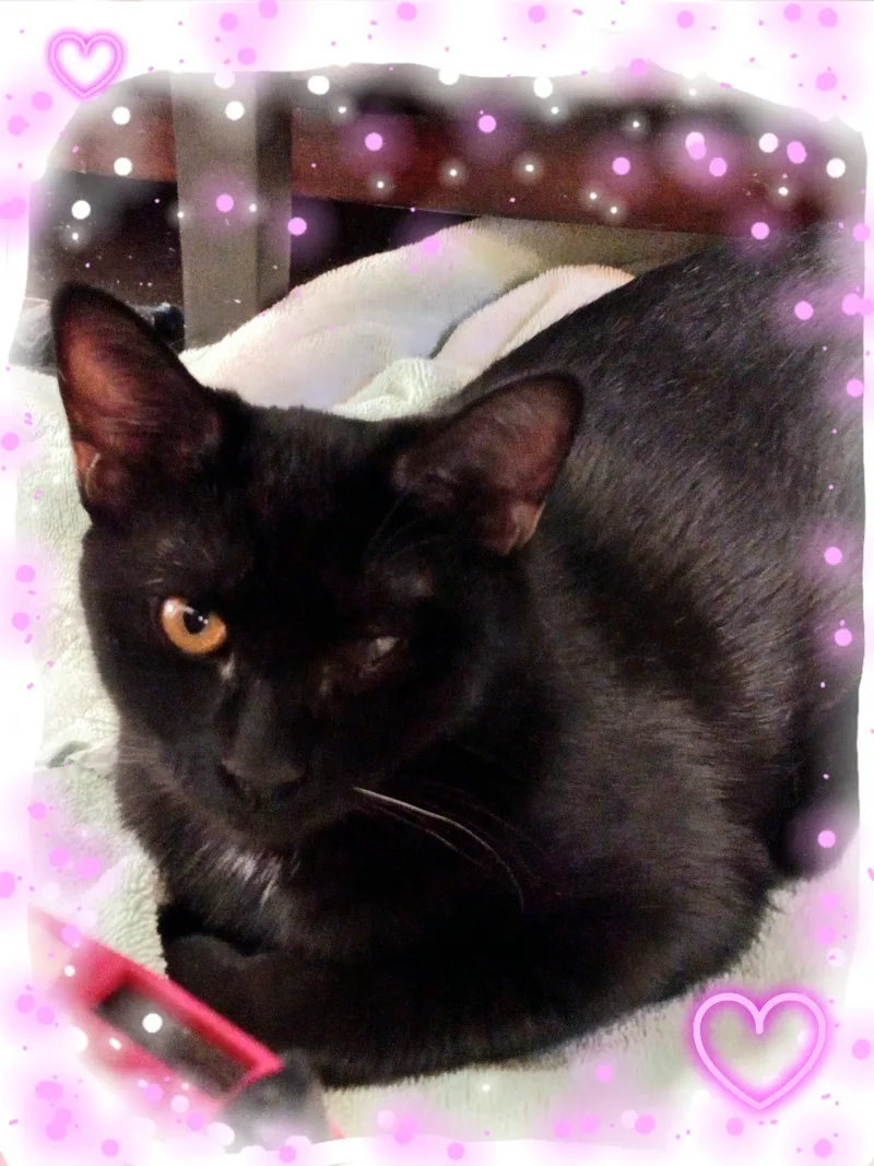 Beautiful Dahlia! thumbnail 2