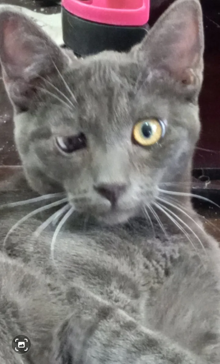 Beautiful Dahlia! thumbnail 3