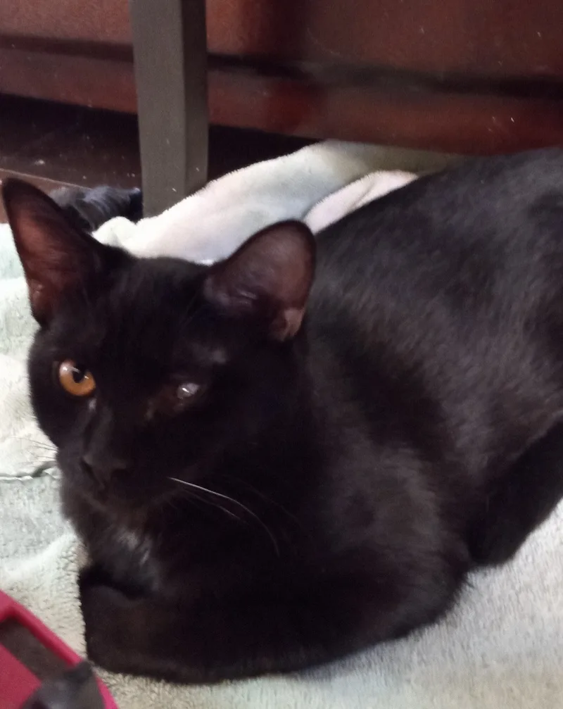 Beautiful Dahlia! thumbnail 4