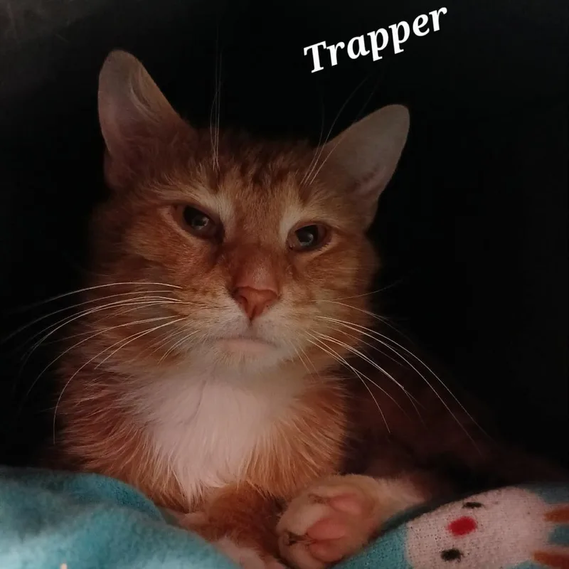 Trapper