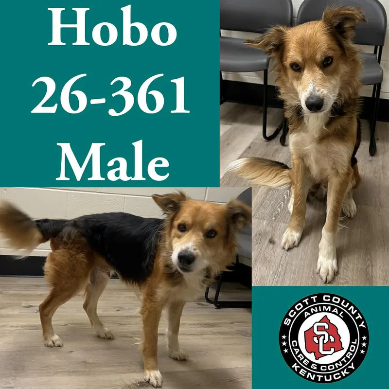 Hobo