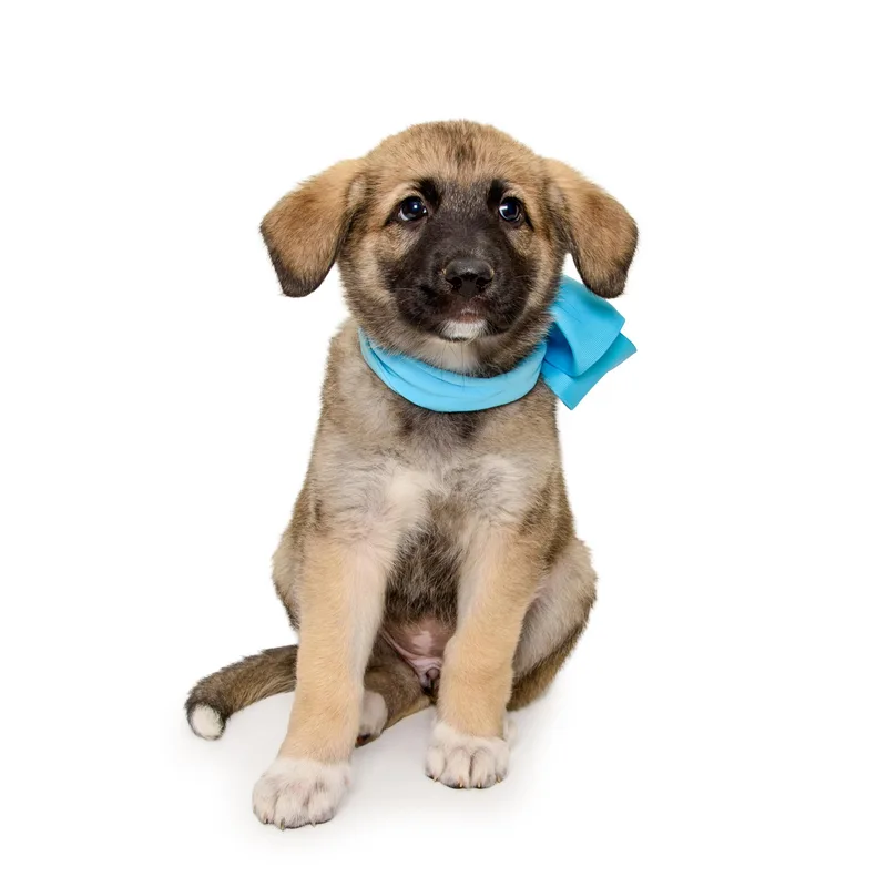 A baby medium-sized female Yellow / Tan / Blond / Fawn German Shepherd Dog dog named Zaylee for adoption in Aurora, CO