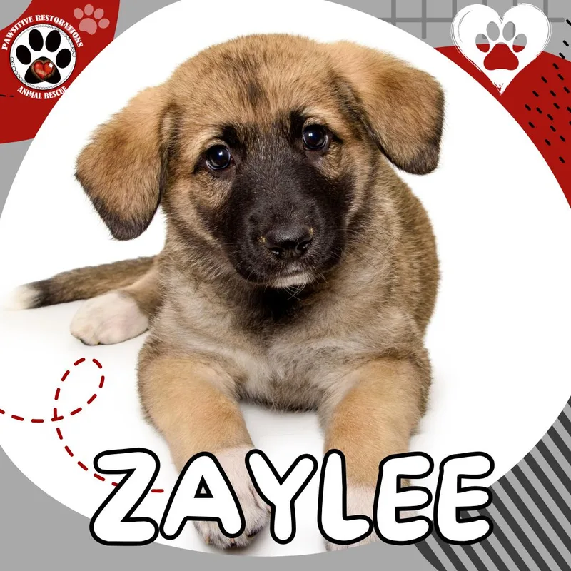 Zaylee thumbnail 6