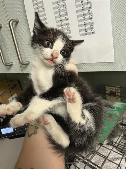 A baby small-sized female Domestic Short Hair cat named Catfish for adoption in Jacksonville, FL