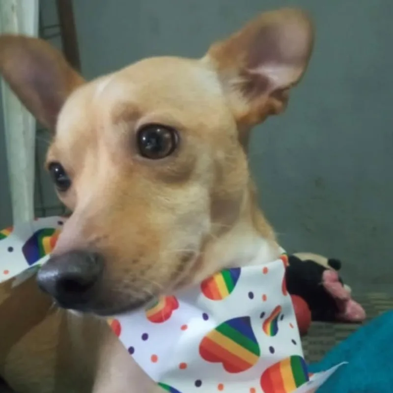 An adult small-sized male Red / Chestnut / Orange Chihuahua dog named Paolo for adoption in Graham, WA