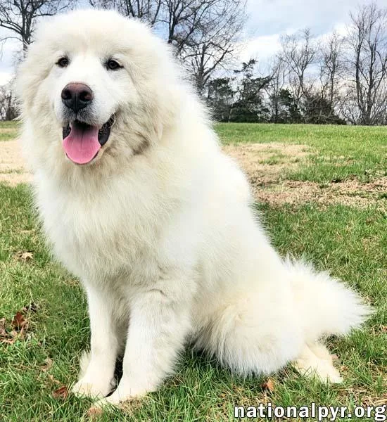 Perry In Ky  thumbnail 2