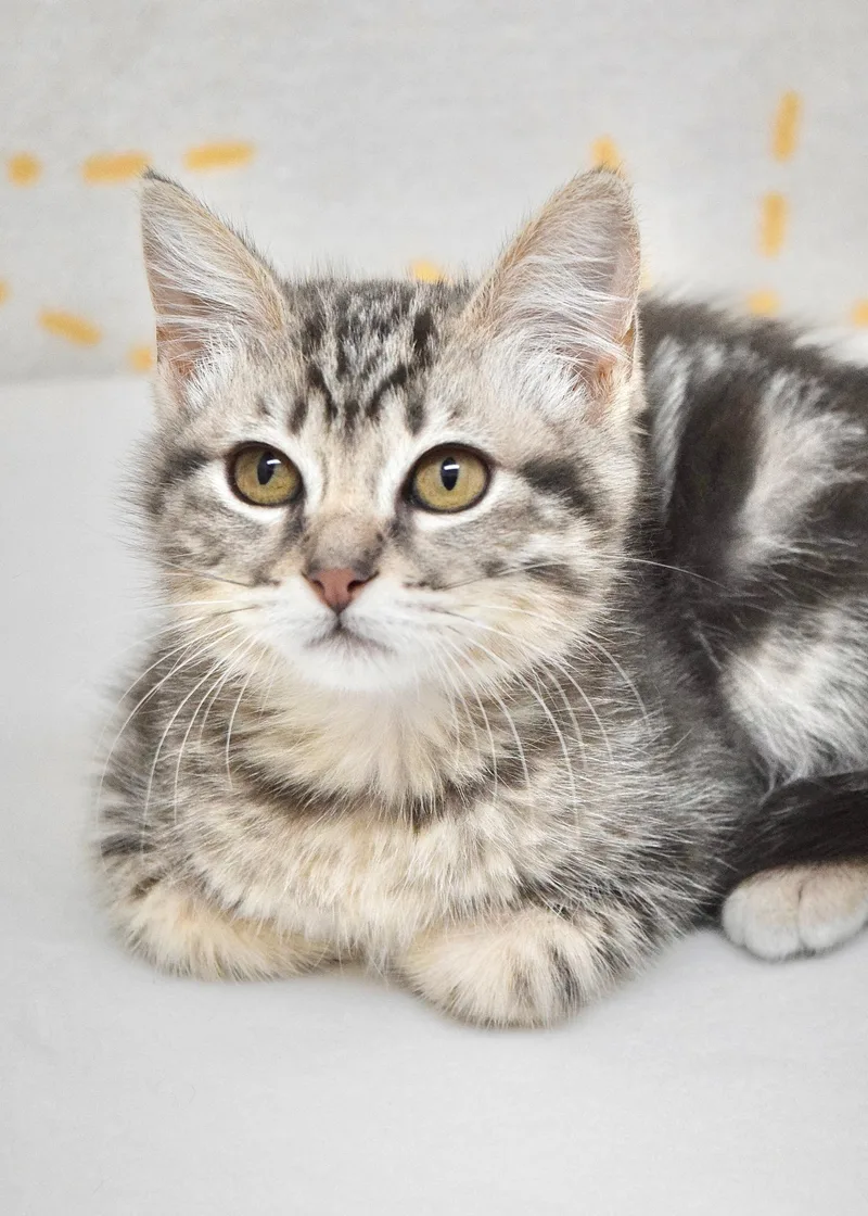 A baby medium-sized female Tabby (Gray / Blue / Silver) Domestic Short Hair cat named Rainbow Brite for adoption in Dublin, CA
