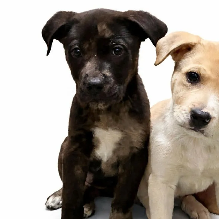 A baby medium-sized male Mixed Breed dog named Burke for adoption in Cumming, GA