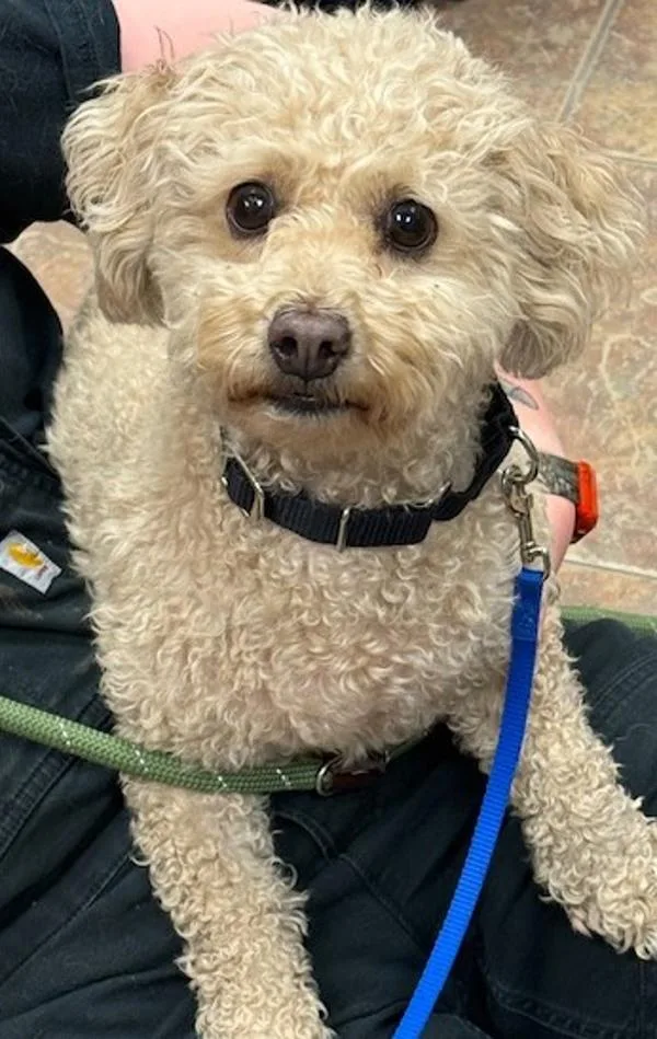 An adult small-sized female Poodle dog named Kona for adoption in Littleton, CO