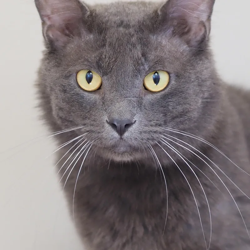 An adult medium-sized male Gray / Blue / Silver Chartreux cat named Goose for adoption in Buena Vista, CO
