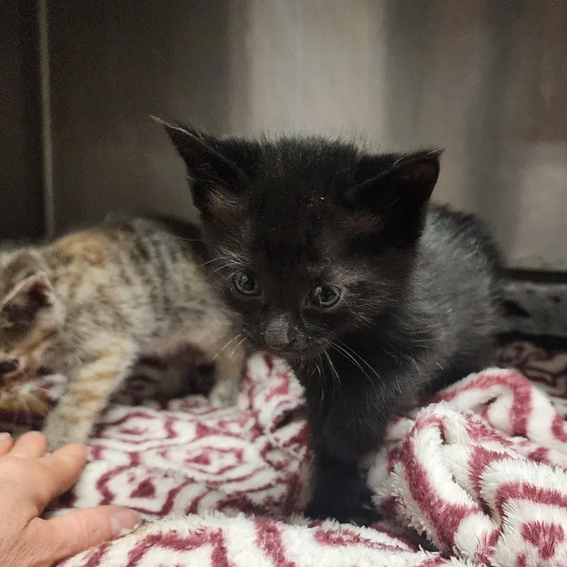A baby small-sized male Black Domestic Short Hair cat named Nemo for adoption in Evensville, TN