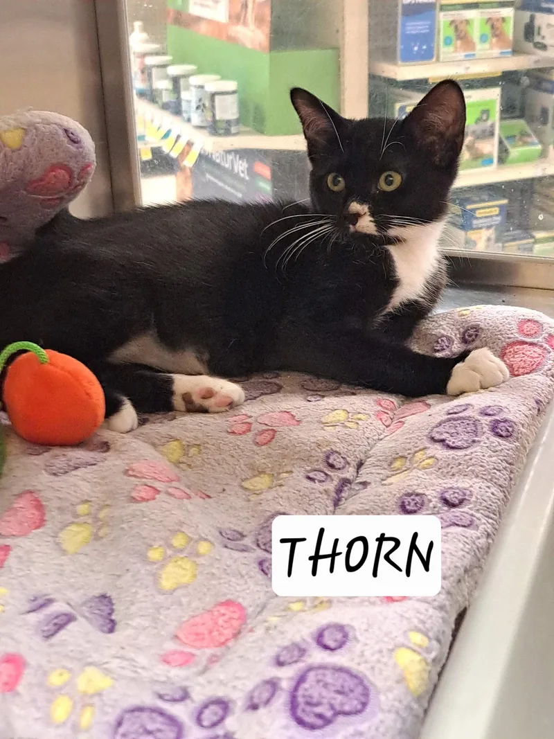 A baby medium-sized male Tuxedo cat named Thorn for adoption in Greenville, DE